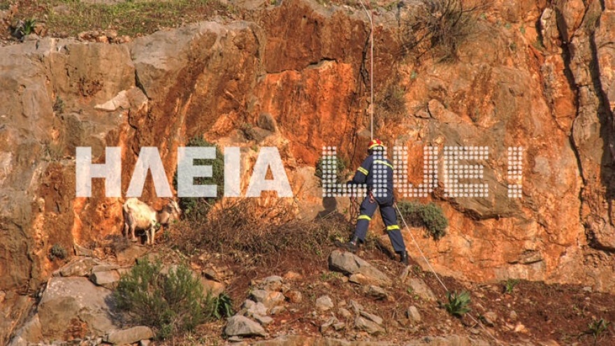 Ηλεία: Η Πυροσβεστική διέσωσε μια κατσίκα και τα νεογέννητά της