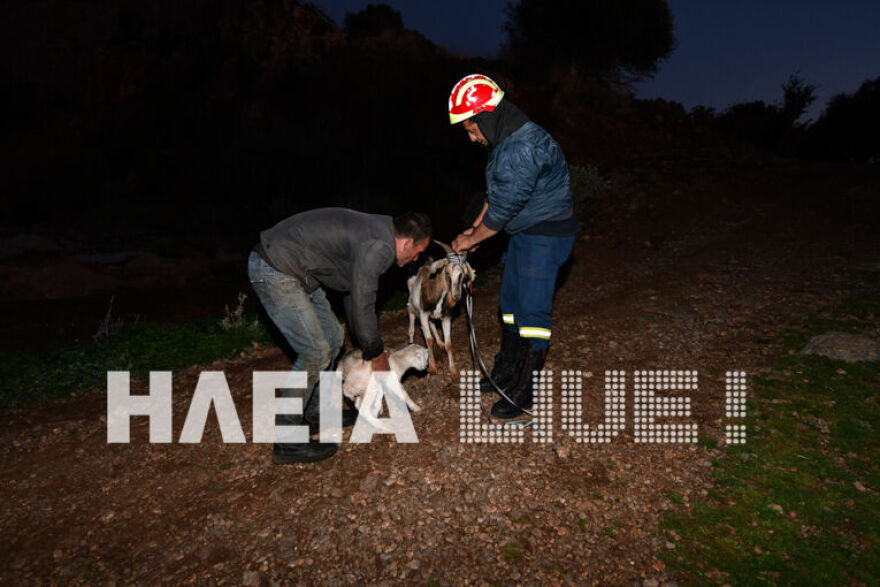 Ηλεία: Η Πυροσβεστική διέσωσε μια κατσίκα και τα νεογέννητά της