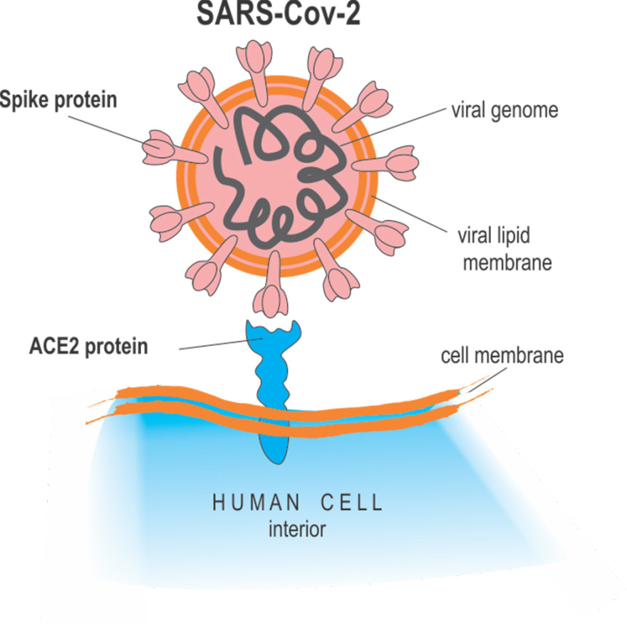 Κορωνοϊός: Τελικά, να φοράμε μάσκες ή όχι;