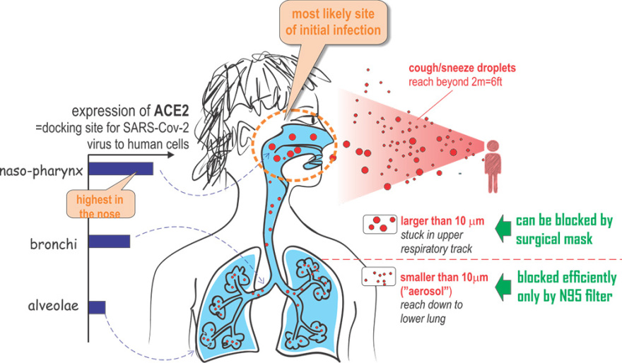 Κορωνοϊός: Τελικά, να φοράμε μάσκες ή όχι;