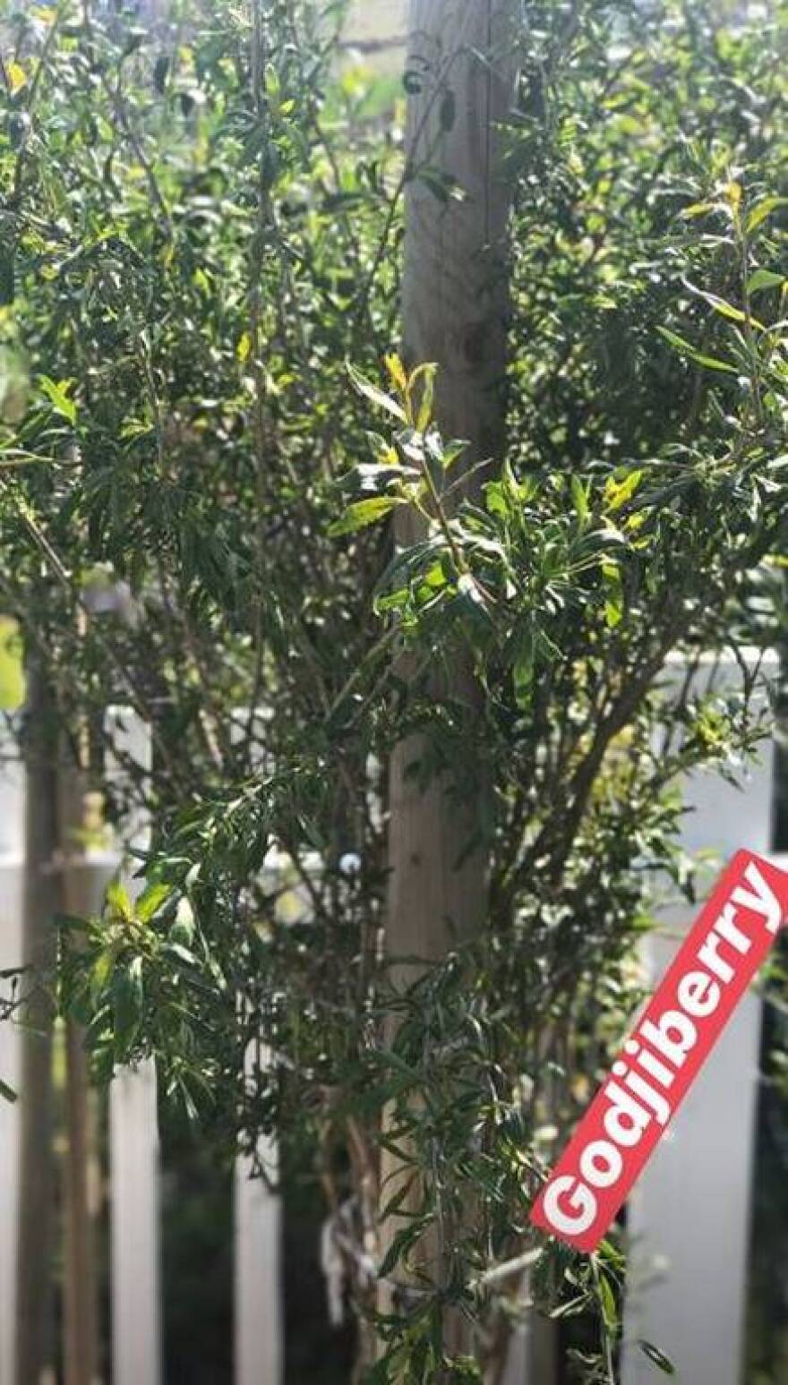 Χαρά Παππά - Μπουράκ Χακί: Με αγροτικές δουλειές περνάει την καραντίνα το ζευγάρι