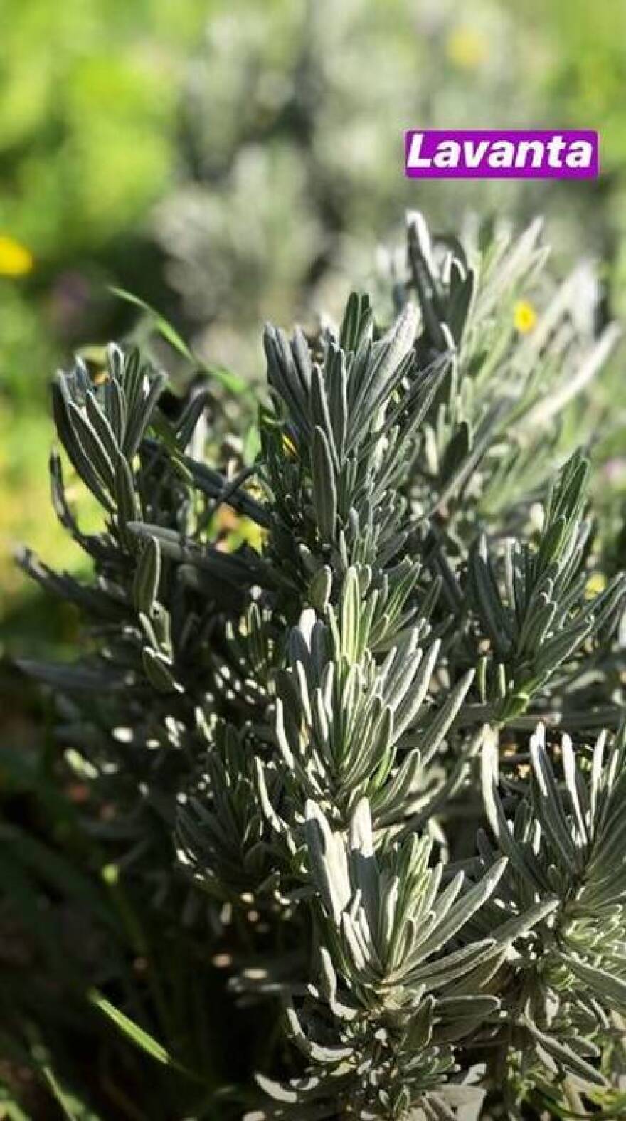 Χαρά Παππά - Μπουράκ Χακί: Με αγροτικές δουλειές περνάει την καραντίνα το ζευγάρι