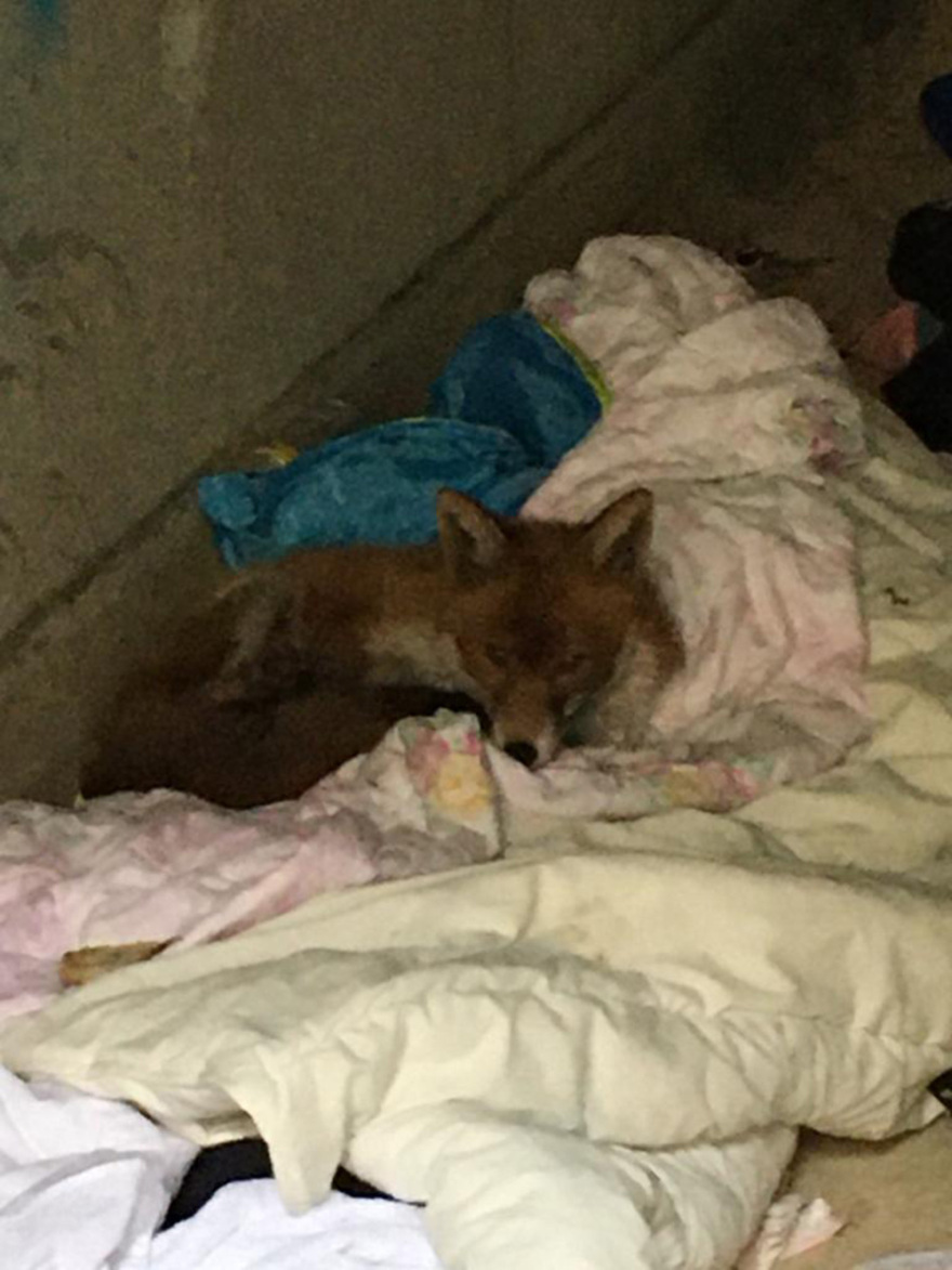 Κορωνοϊός: Αλεπού κατέβηκε στο King's Cross του Λονδίνου