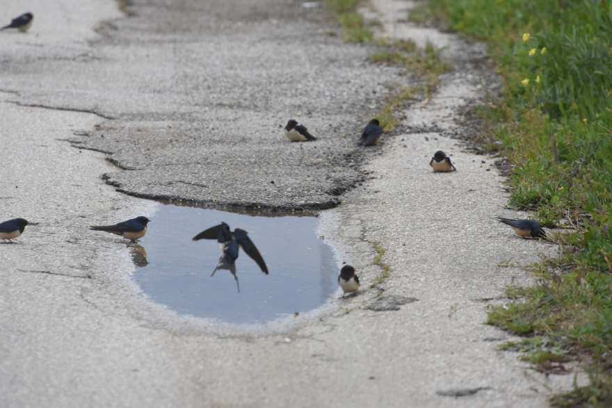 Χιλιάδες νεκρά χελιδόνια λόγω των ισχυρών ανέμων στην Ελλάδα