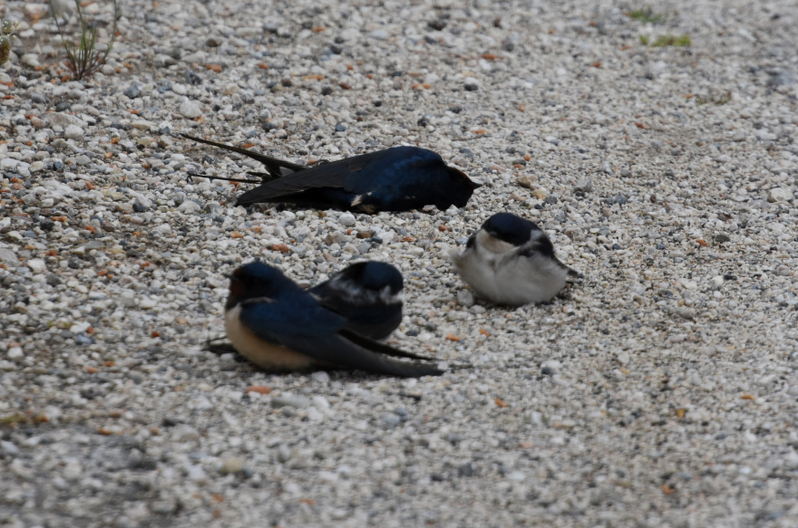 Χιλιάδες νεκρά χελιδόνια λόγω των ισχυρών ανέμων στην Ελλάδα