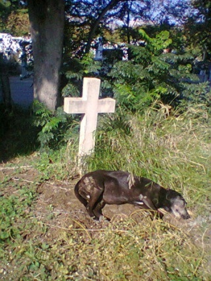 Νίκαια: Σκύλος κάθεται στον τάφο του αφεντικού του εδώ και ημέρες!