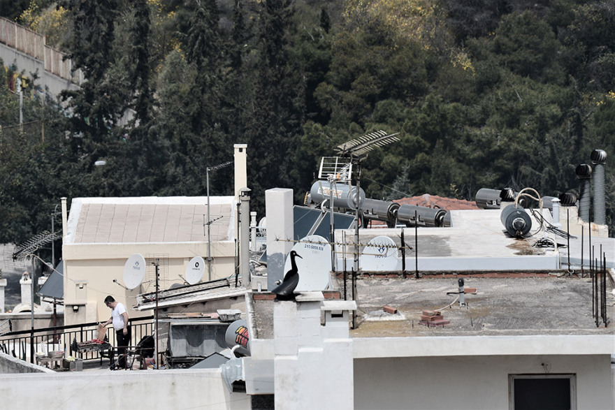 Πάσχα 2020 - Κορωνοϊός: Με ψησταριές σε μπαλκόνια και ταράτσες το Πάσχα της «καραντίνας»