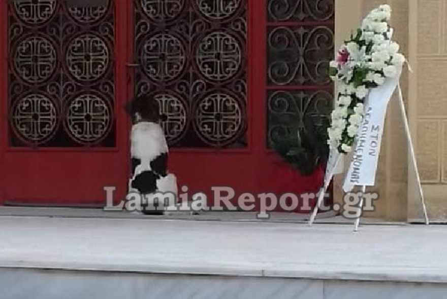 Ραγίζει καρδιές ο «Χάτσικο» της Φθιώτιδας - Πήγε στην κηδεία του αφεντικού του και πήδηξε στη νεκροφόρα