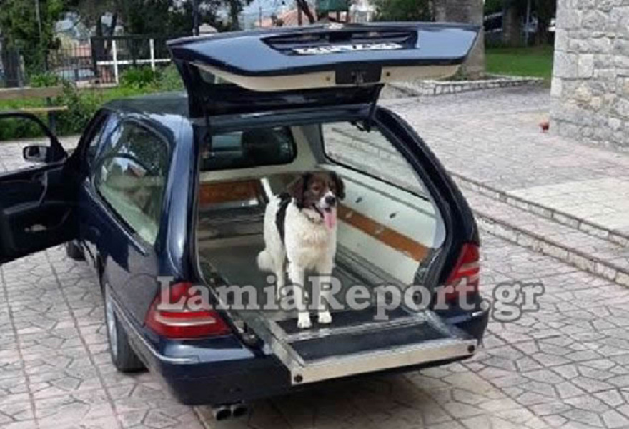 Ραγίζει καρδιές ο «Χάτσικο» της Φθιώτιδας - Πήγε στην κηδεία του αφεντικού του και πήδηξε στη νεκροφόρα