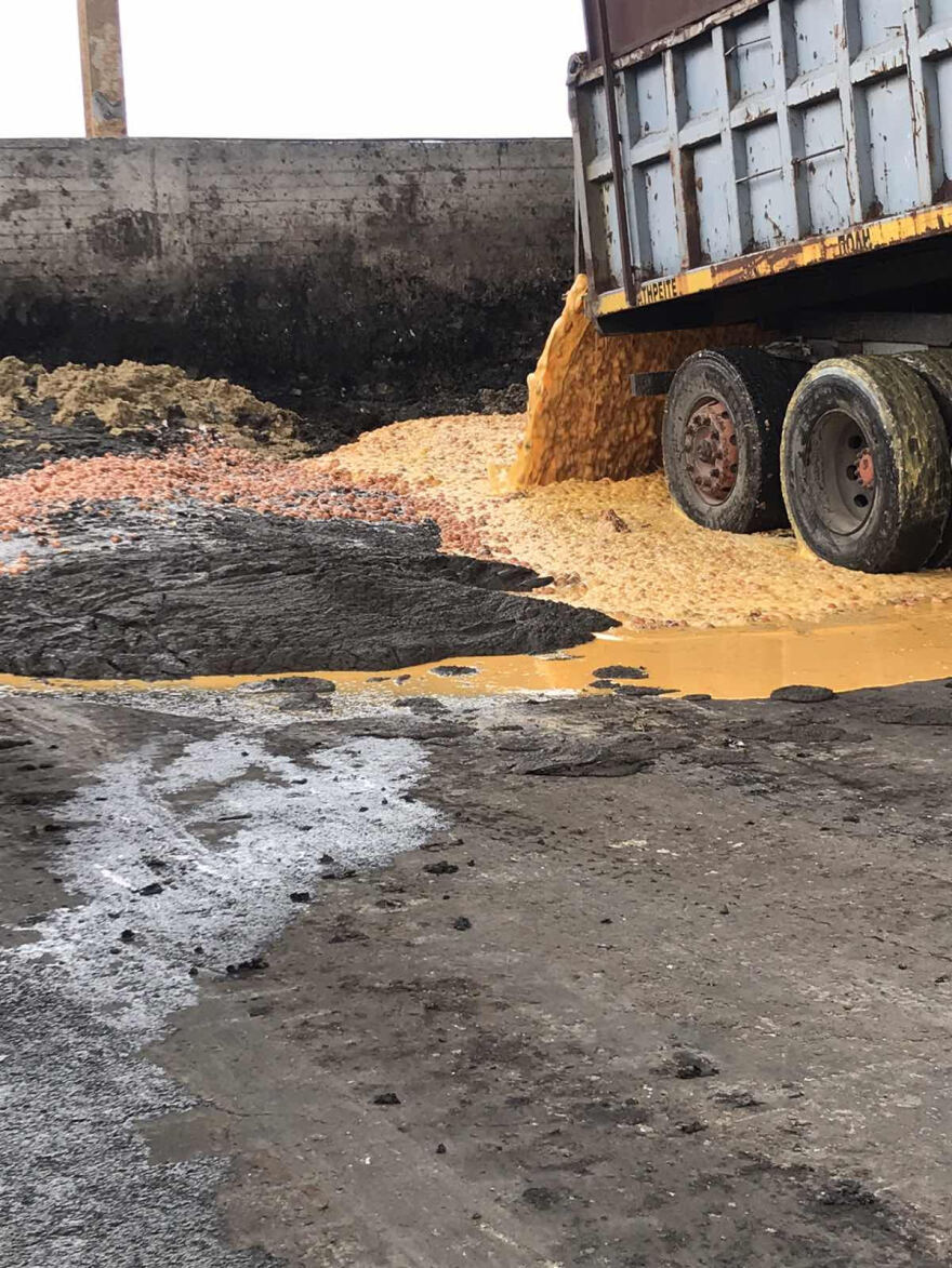 Δείτε πως κατέστρεψε το ΣΔΟΕ 324.000 αβγά 