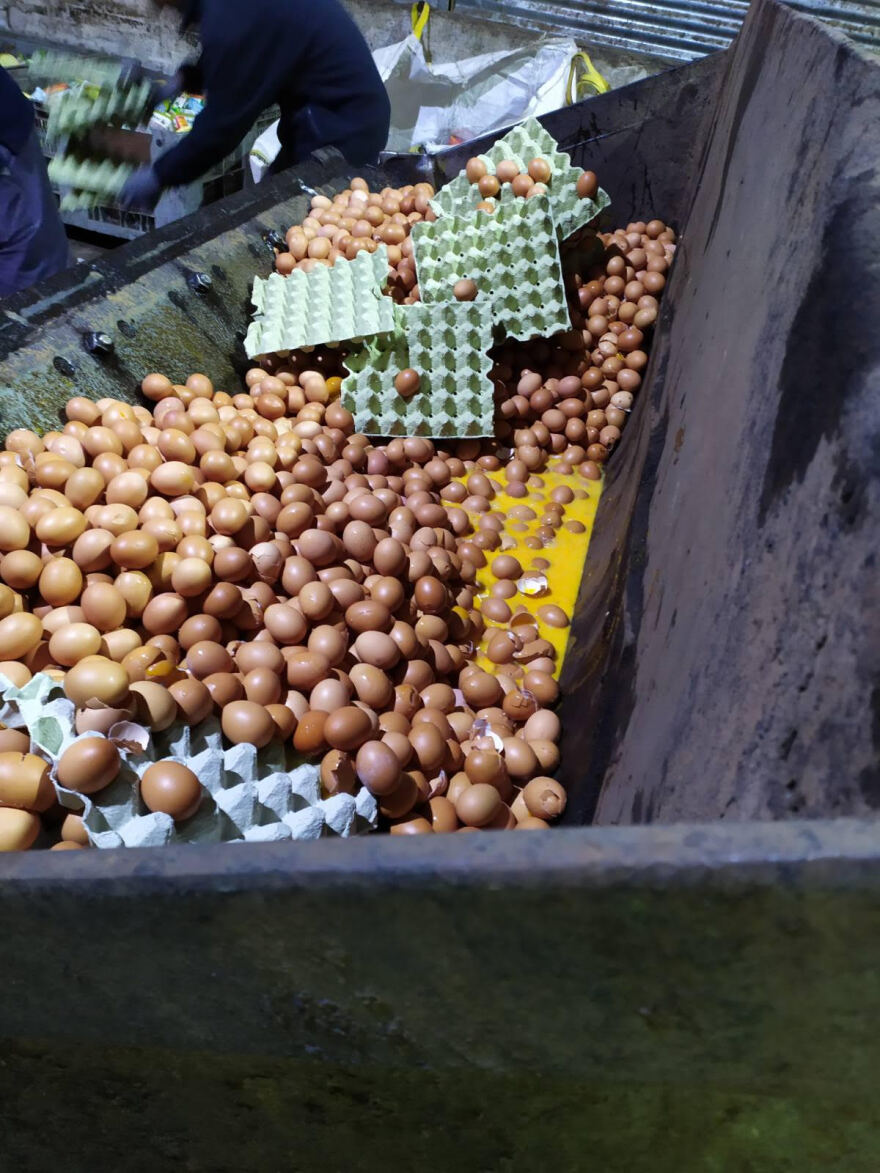 Δείτε πως κατέστρεψε το ΣΔΟΕ 324.000 αβγά 