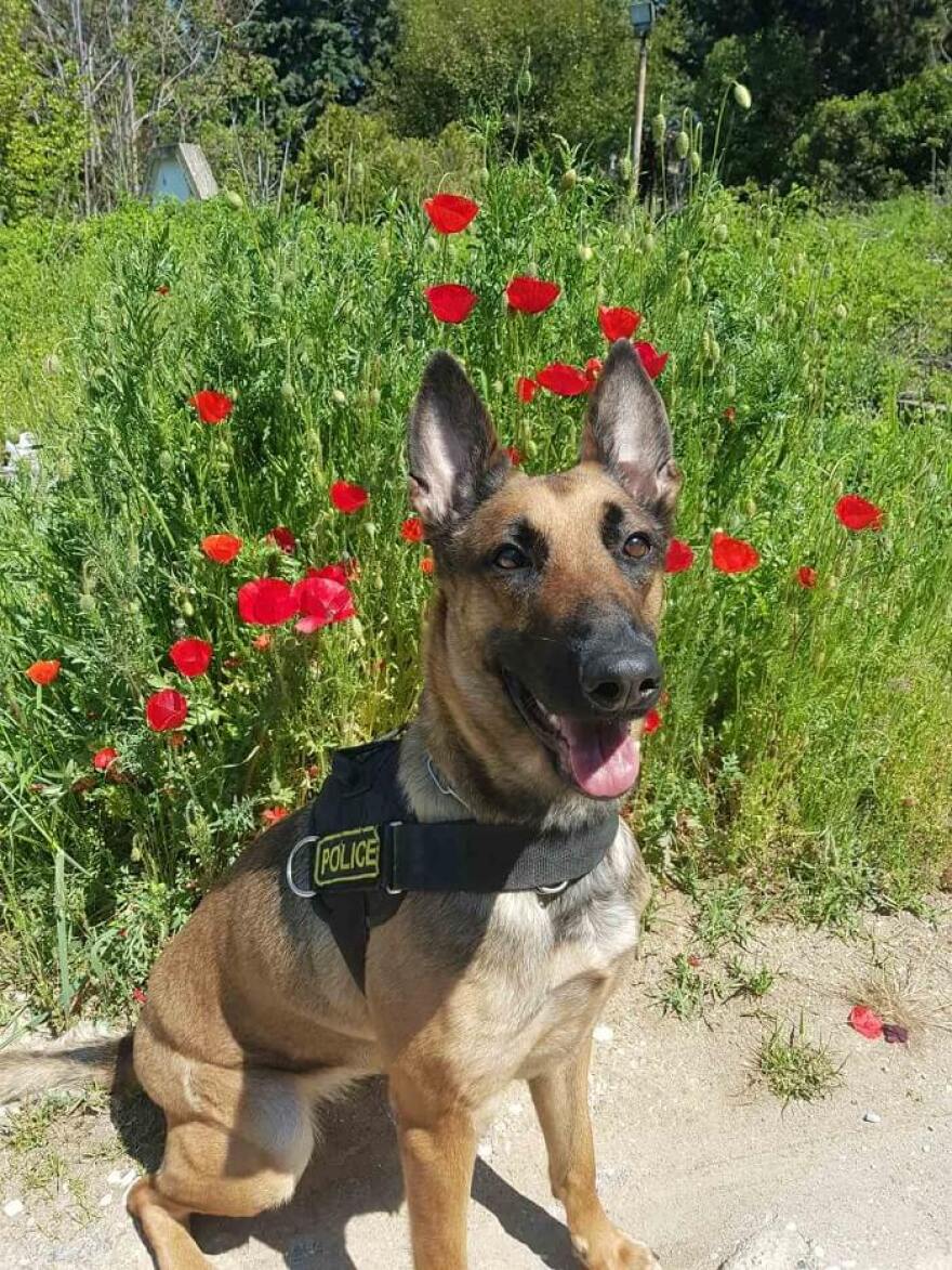 Η Minnie ξετρύπωσε φυτεία με 42 δενδρύλλια κάνναβης στο Κιλκίς