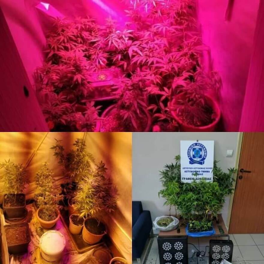 Η Minnie ξετρύπωσε φυτεία με 42 δενδρύλλια κάνναβης στο Κιλκίς