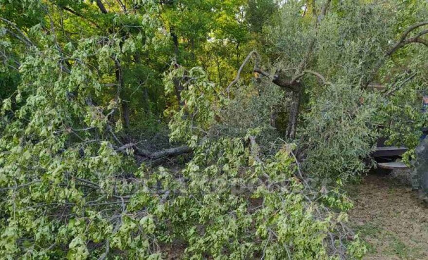 Μοναχές βρήκαν άντρα καταπλακωμένο από δέντρο