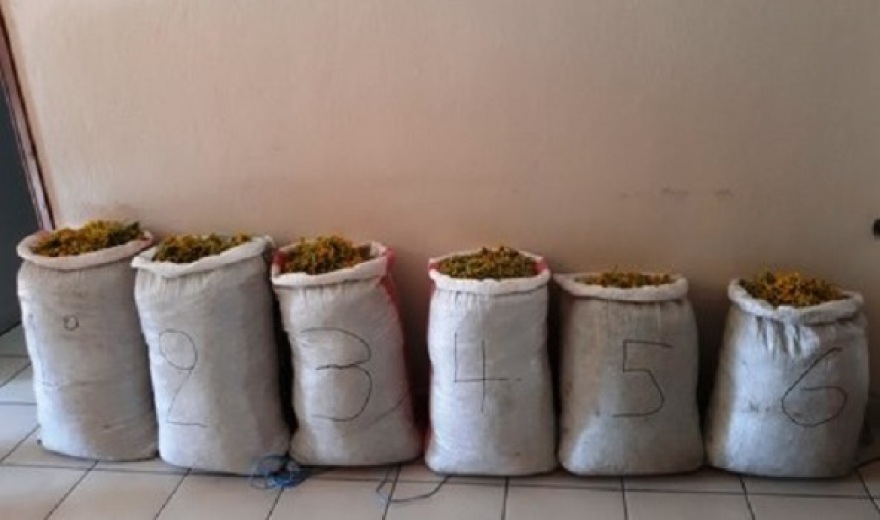 Γιατί οι Αλβανοί κυνηγούν το «λουλούδι του Δαρβίνου» στην Καστοριά - Το μυστικό του φυτού