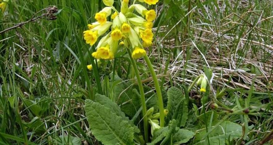 «Το λουλούδι του Δαρβίνου»: Γιατί επιτήδειοι κυνηγούν το... θαυματουργό φυτό κάθε άνοιξη