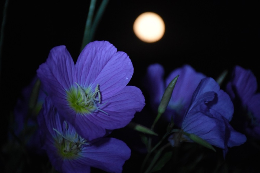 Εντυπωσιακές εικόνες: «Μαγεύει» η τελευταία υπερπανσέληνος του 2020