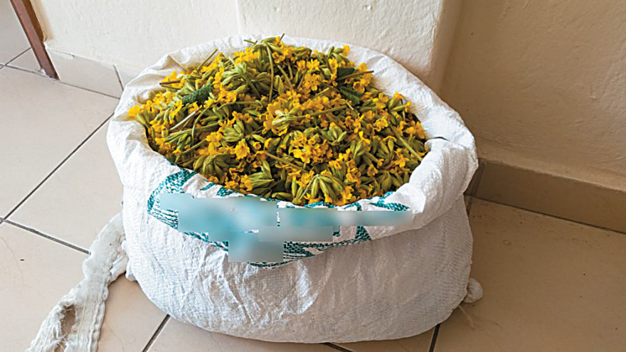 «Λουλούδι του Δαρβίνου»: Κίνδυνος εξαφάνισης των θαυματουργών φυτών!