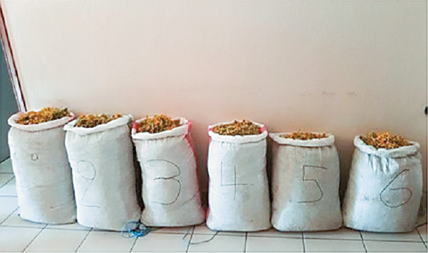 «Λουλούδι του Δαρβίνου»: Κίνδυνος εξαφάνισης των θαυματουργών φυτών!