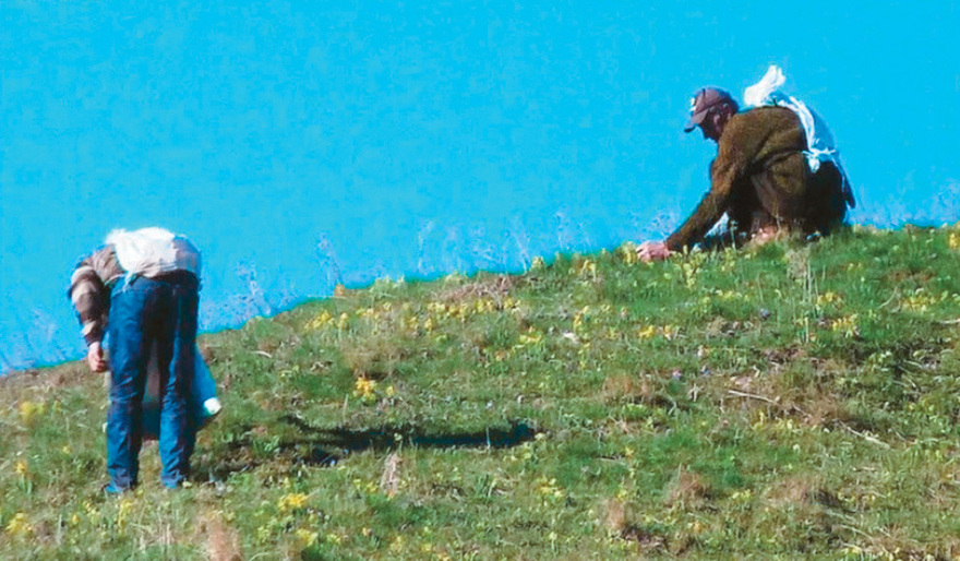 «Λουλούδι του Δαρβίνου»: Κίνδυνος εξαφάνισης των θαυματουργών φυτών!