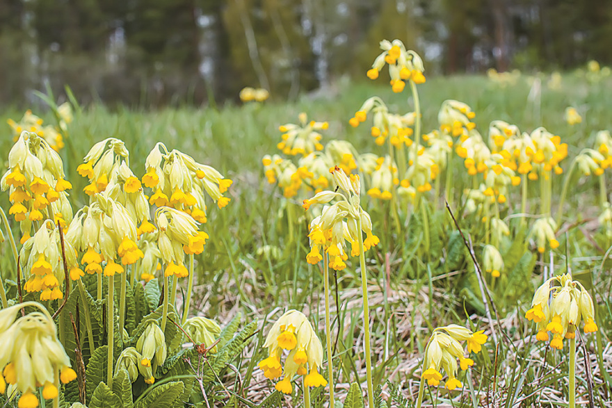 «Λουλούδι του Δαρβίνου»: Κίνδυνος εξαφάνισης των θαυματουργών φυτών!