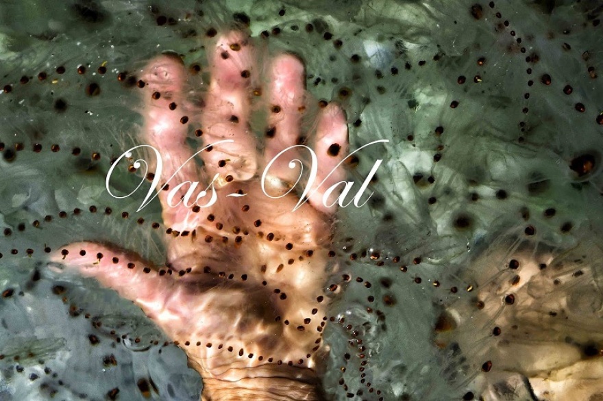 Ο Κορινθιακός Κόλπος γέμισε με ζελέ «Salps»