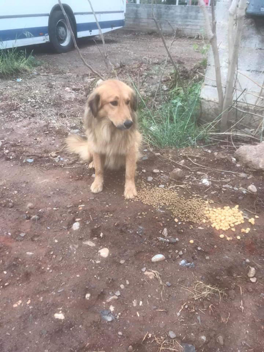 Αίσιο τέλος για τον Άτλαντα, το σκυλάκι που χτυπήθηκε και έμεινε ανάπηρο στην Καλαμάτα