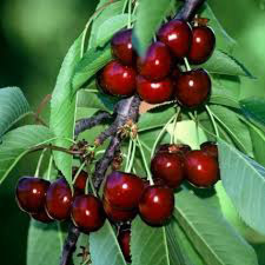 Έτσι θα δώσουμε ποιότητα στα αγροτικά πρoιόντα μας… 