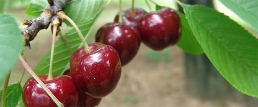 Έτσι θα δώσουμε ποιότητα στα αγροτικά πρoιόντα μας… 