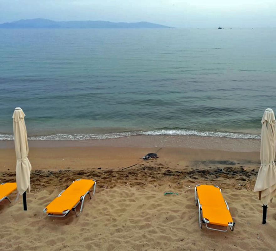 Καβάλα: Δύο θαλάσσιες χελώνες εντοπίστηκαν νεκρές σε παραλίες