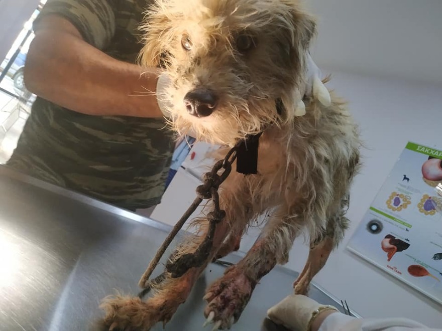 Πέταξαν πάλι ζωντανό σκυλάκι στο φράγμα Πηνειού στην Ηλεία