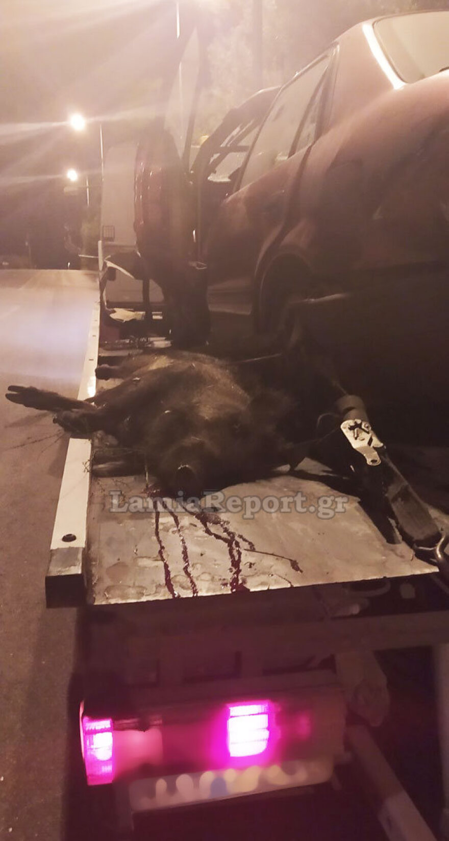 Λαμία: Στην Εντατική παραμένει ο 63χρονος μετά το τροχαίο με μεγάλο αγριογούρουνο