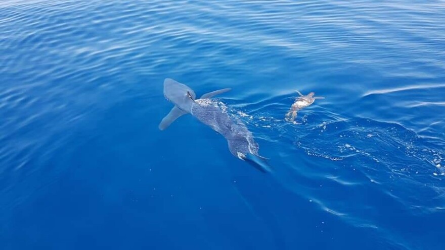 Κύπρος: Καρχαρίας επιτίθεται σε χελώνα - Φωτογραφίες και βίντεο