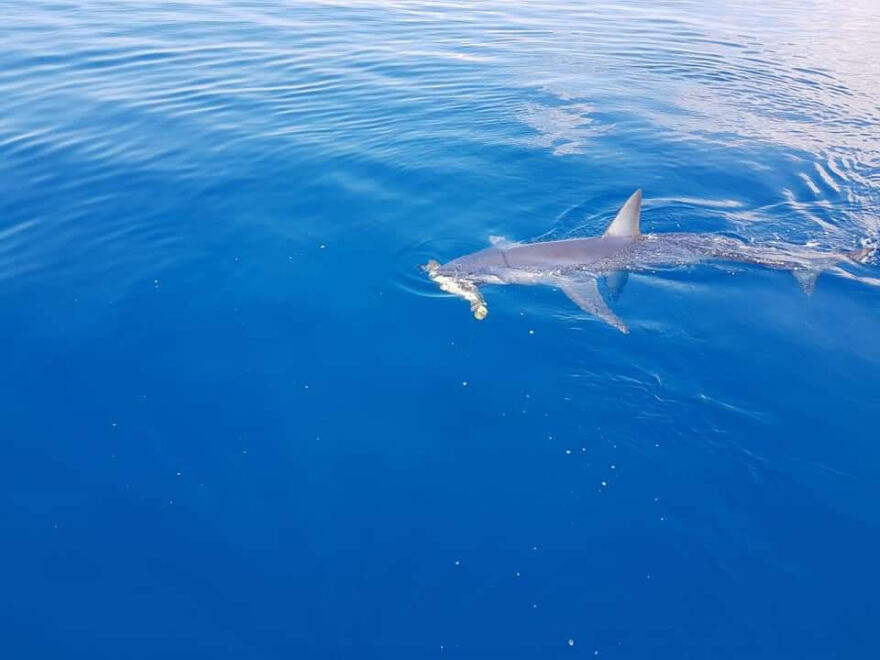 Κύπρος: Καρχαρίας επιτίθεται σε χελώνα - Φωτογραφίες και βίντεο