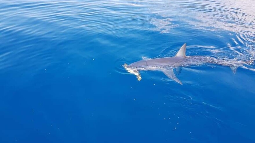 Κύπρος: Καρχαρίας επιτίθεται σε χελώνα - Φωτογραφίες και βίντεο