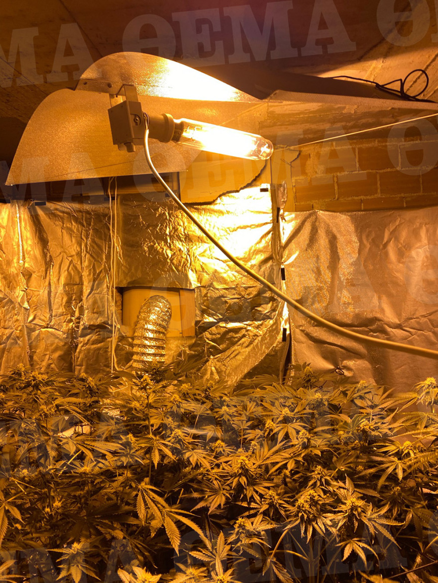 Πειραιάς: «Μαριχουάνα Στοπ» σε διαμέρισμα - φυτεία