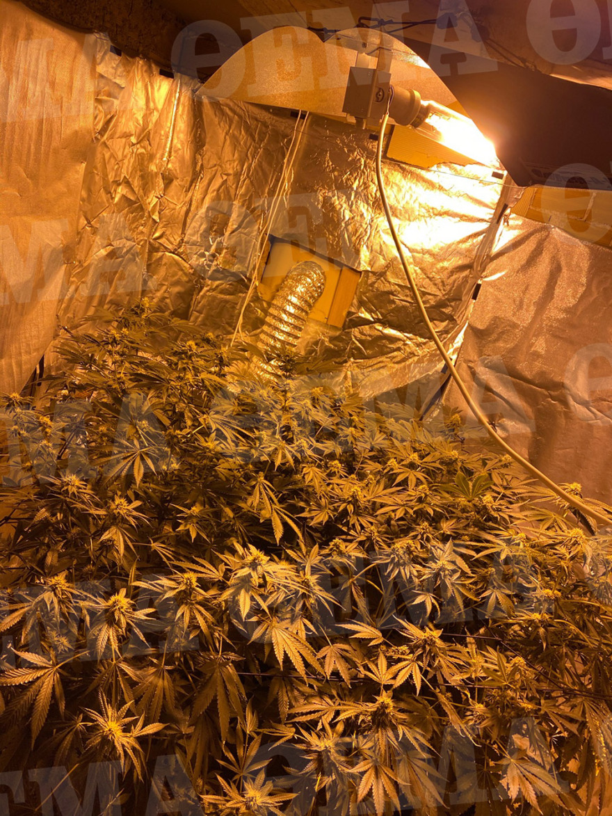 Πειραιάς: «Μαριχουάνα Στοπ» σε διαμέρισμα - φυτεία