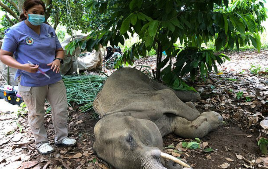Ινδία: Φρίκη και κατακραυγή - Τάισαν έγκυο ελεφαντίνα ανανά με κροτίδα και την σκότωσαν (σκληρές εικόνες)