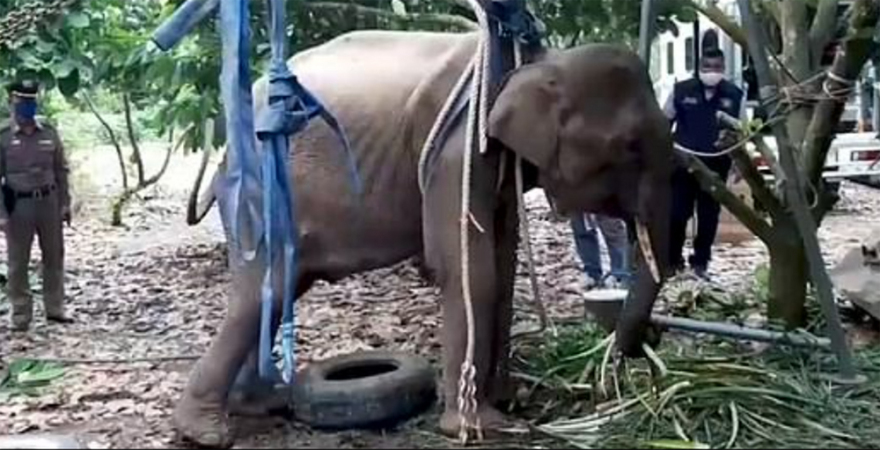 Ινδία: Φρίκη και κατακραυγή - Τάισαν έγκυο ελεφαντίνα ανανά με κροτίδα και την σκότωσαν (σκληρές εικόνες)