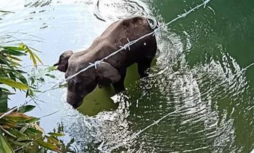 Ινδία: Φρίκη και κατακραυγή - Τάισαν έγκυο ελεφαντίνα ανανά με κροτίδα και την σκότωσαν (σκληρές εικόνες)