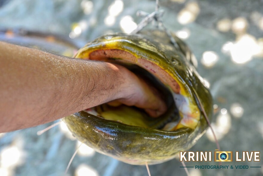 Τρίκαλα: Ψάρι 35 κιλών «έβγαλε» ιερέας από τον Πηνειό ποταμό