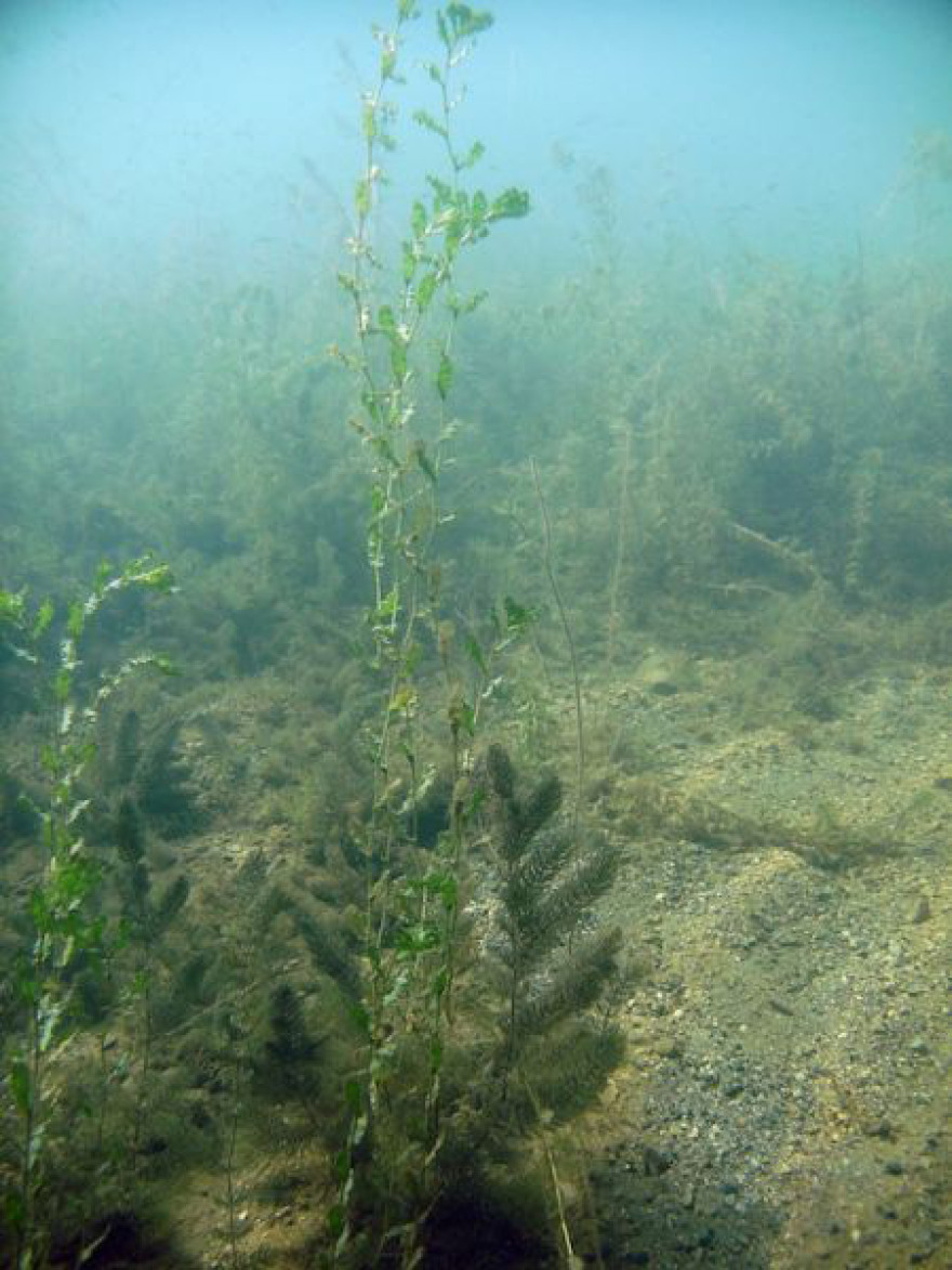 Ζαραβίνα: Η μαγευτική λίμνη των θρύλων στο Πωγώνι του νομού Ιωαννίνων