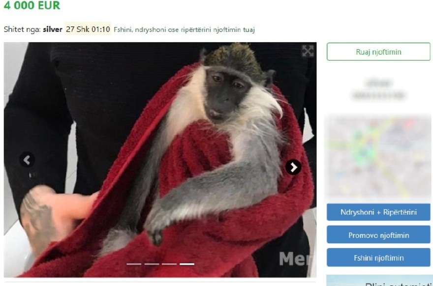 Αλβανία: Λαθρέμποροι πωλούν άγρια ζώα με online αγγελίες