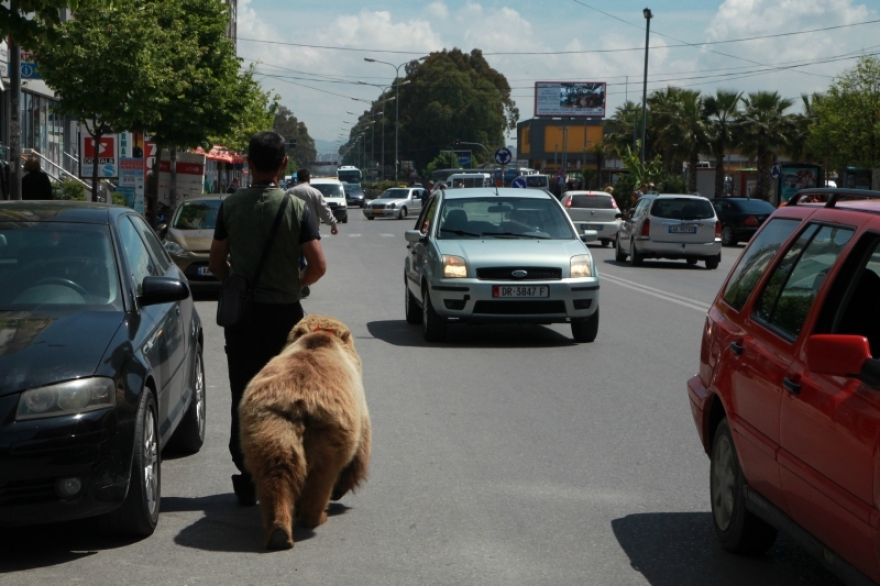 Αλβανία: Λαθρέμποροι πωλούν άγρια ζώα με online αγγελίες