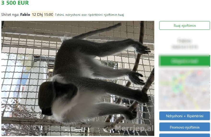 Αλβανία: Λαθρέμποροι πωλούν άγρια ζώα με online αγγελίες