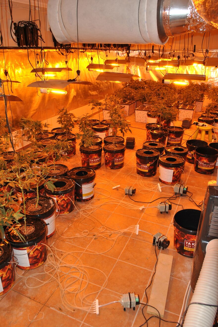 Φθιώτιδα: Εργαστήριο με 117 φυτά κάνναβης και όπλα 