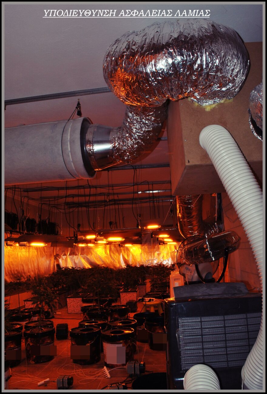 Φθιώτιδα: Εργαστήριο με 117 φυτά κάνναβης και όπλα 