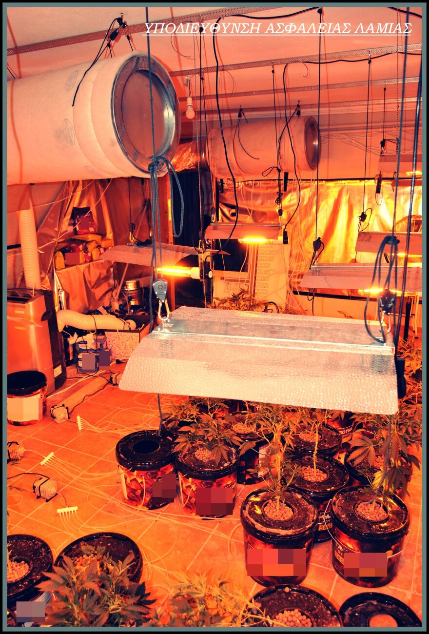 Φθιώτιδα: Εργαστήριο με 117 φυτά κάνναβης και όπλα 