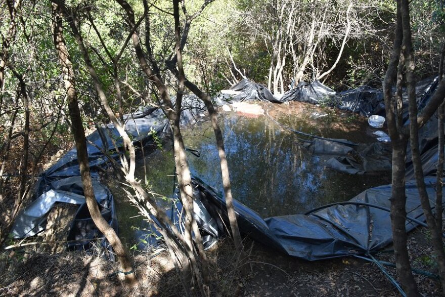 Φυτεία με 120 δενδρύλλια κάνναβης εντοπίστηκε στην Καλαμάτα 