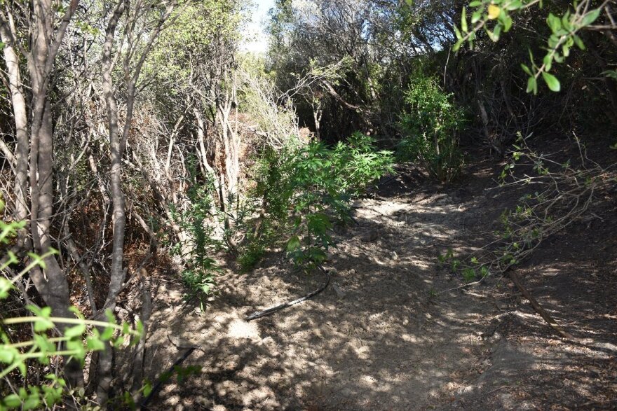 Φυτεία με 120 δενδρύλλια κάνναβης εντοπίστηκε στην Καλαμάτα 